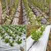 Super easy to use new material agricultural two-color silver and black mulch film