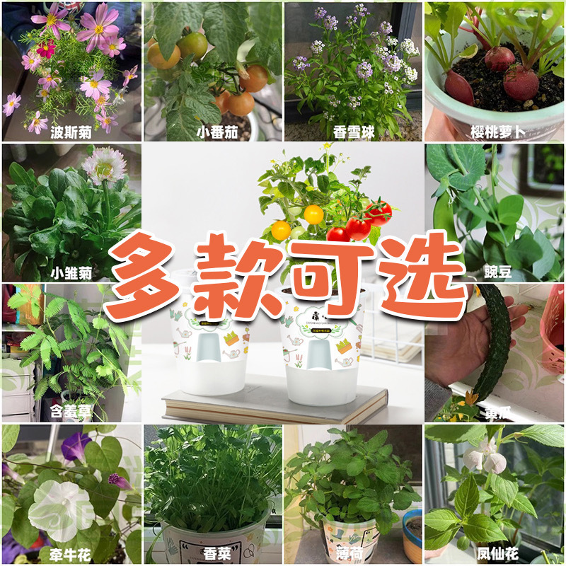 儿童可乐杯植物迷你绿植好养创意小盆栽种植草莓向日葵种子发芽 - 图1