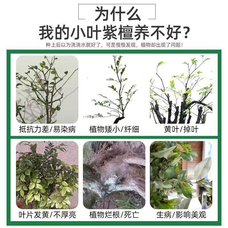 生根药水营养液小叶紫檀专用肥养花肥料促新芽防酸性植物叶面喷施 - 图2