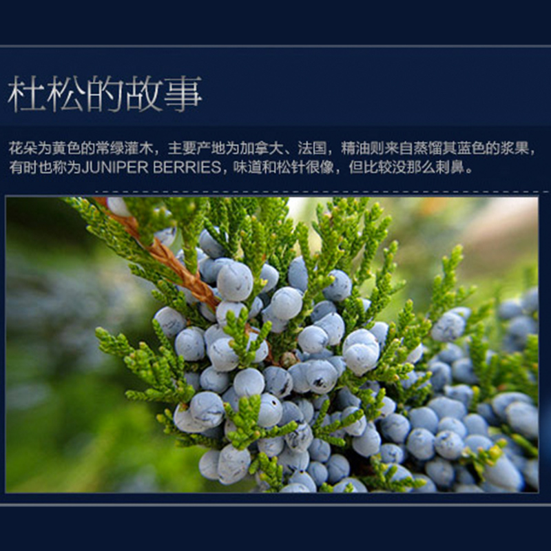 阿芙杜松精油 紧致提亮肤色洁面毛孔单方精油 10ml 阿芙杜松精油 紧致提亮肤色洁面毛孔单方精油 10ml