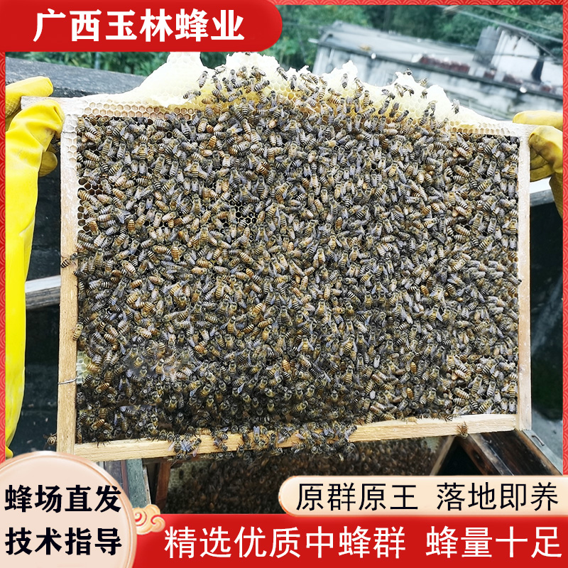 蜜蜂蜂群优质中蜂中华蜂养殖带阿坝新开产蜂王带箱带子脾中蜂活群 - 图0