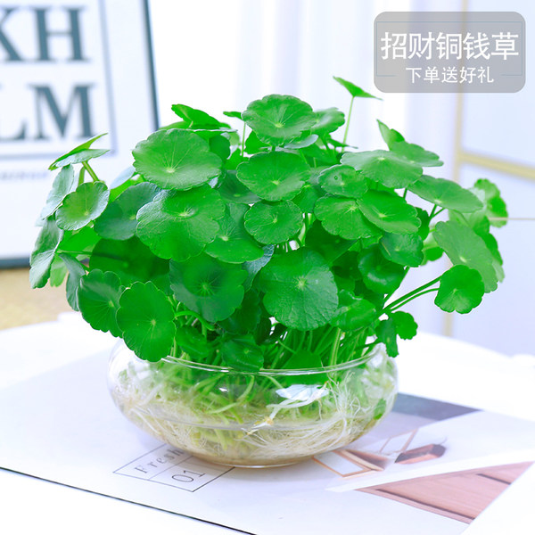 铜钱草水培植物室内盆栽客厅桌面金钱草水养植物招财花卉绿植盆栽 牌子网