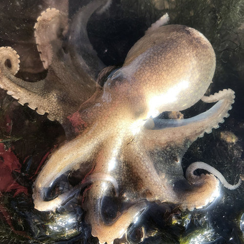源鲜生迷你八爪鲜活冷冻小章鱼乌贼海鲜水产八鮹八带爆头八爪顺丰 - 图1