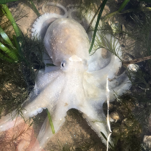 源鲜生迷你八爪鲜活冷冻小章鱼乌贼海鲜水产八鮹八带爆头八爪顺丰 - 图0