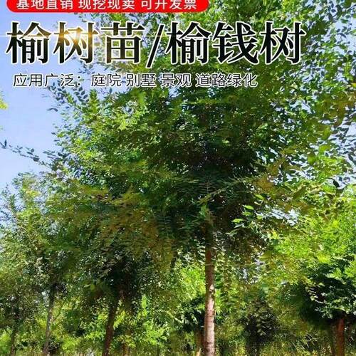 庭院树苗榆钱树苗榆树苗可以吃的榆钱树风景树盆景素材地栽榆钱树 - 图3