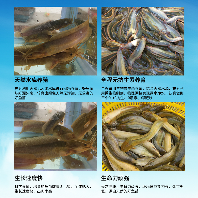 塘角鱼苗鳄龟胡子鲶鱼苗土塘鲺鱼苗宠物鳄龟饲料小鱼苗-图0