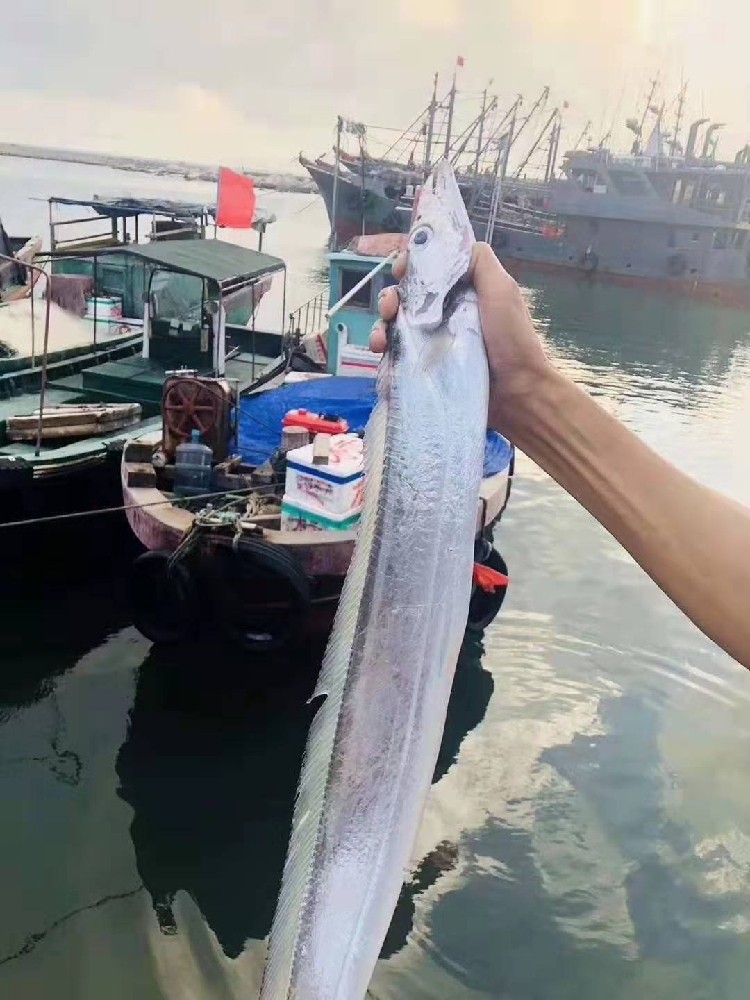 海钓青张大带鱼东山海鲜当天新鲜刀鱼本港黑眼睛带鱼黄金带鱼