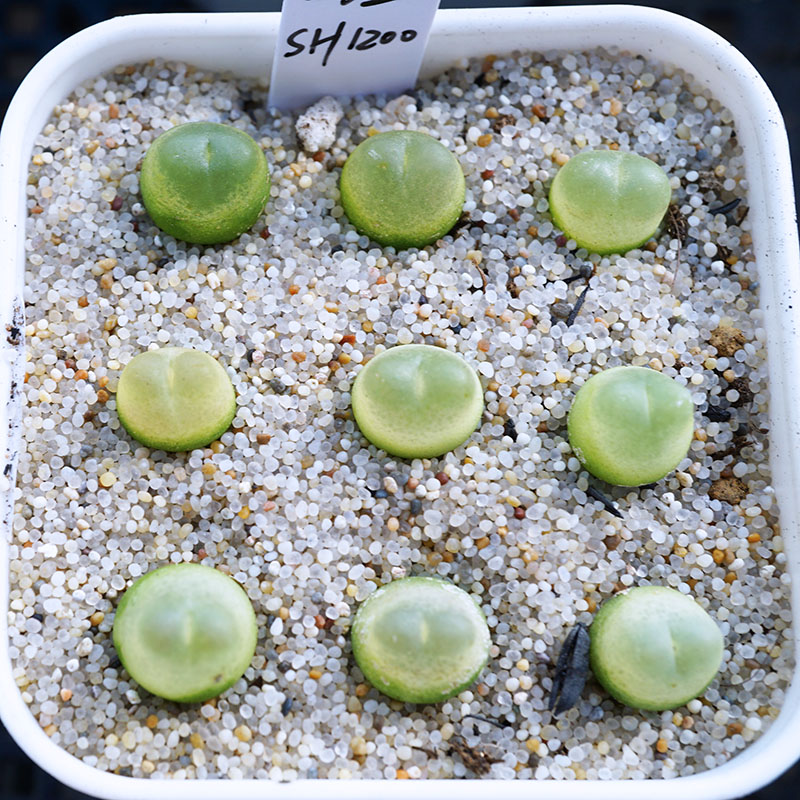 SH1200拉登三年一年苗Ratum肉锥多肉植物生石花满包邮 - 图2