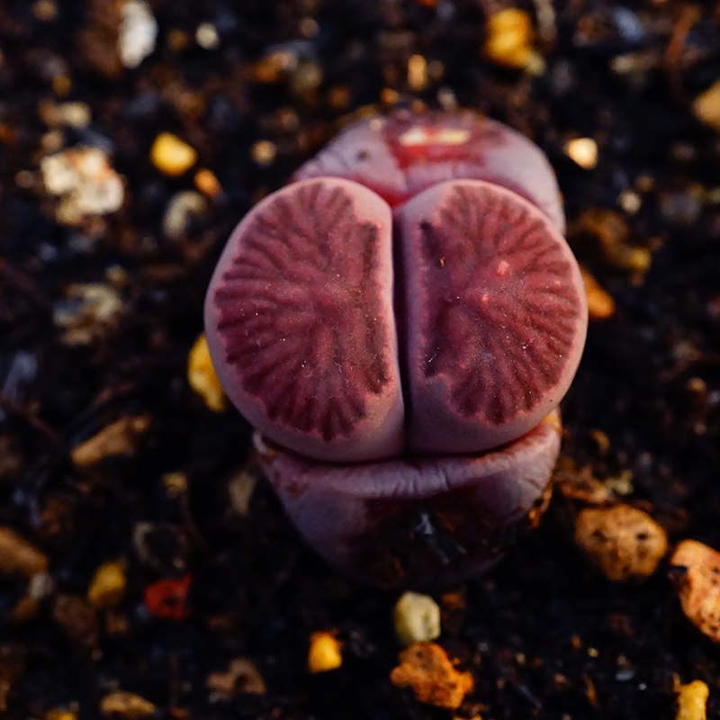 紫菊二脱一物一拍生石花多肉植物肉出没园艺 - 图1