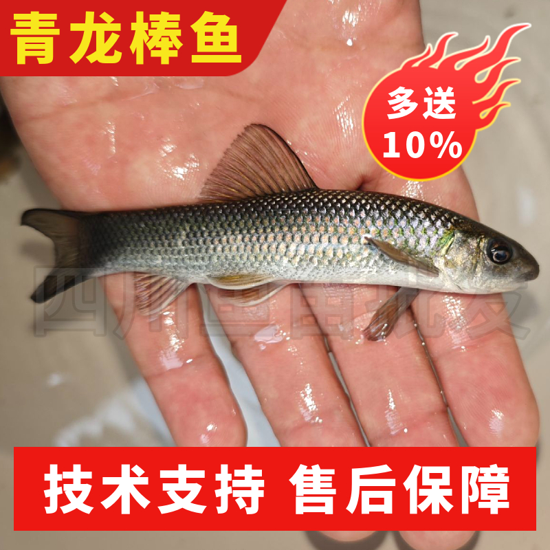 青龙棒鱼苗吃青苔川华鲮鱼沉香鱼稀有淡水原生溪流广温性底层观赏 - 图3