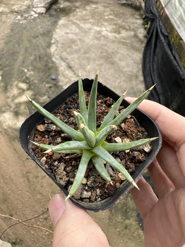 仙人球棉花糖龙舌兰 - 图0