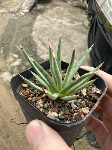 仙人球棉花糖龙舌兰 - 图1