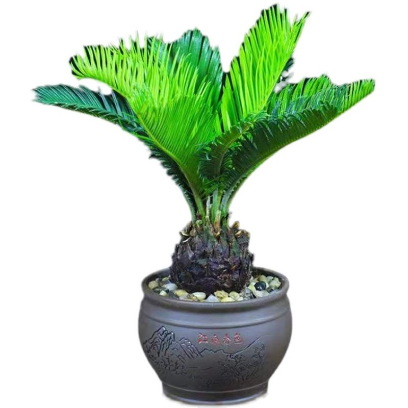 铁树盆栽苏铁盆景办公室内客厅花卉阳台四季常青好养植物桌面绿植,淘宝优惠券,粉丝福利购,淘宝优惠卷