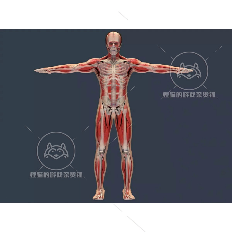 Unity Human Body Anatomy Skeleton Muscle Skin 人物骨骼 1.0 - 图1