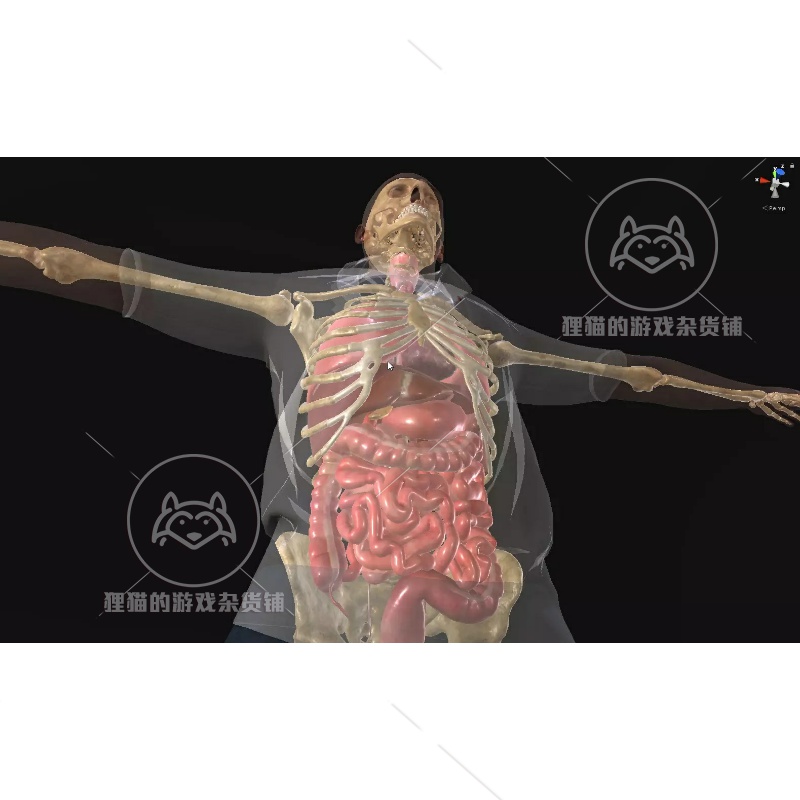 Unity Skeleton With Internal Organs Rigged人体内部结构 1.0-图0