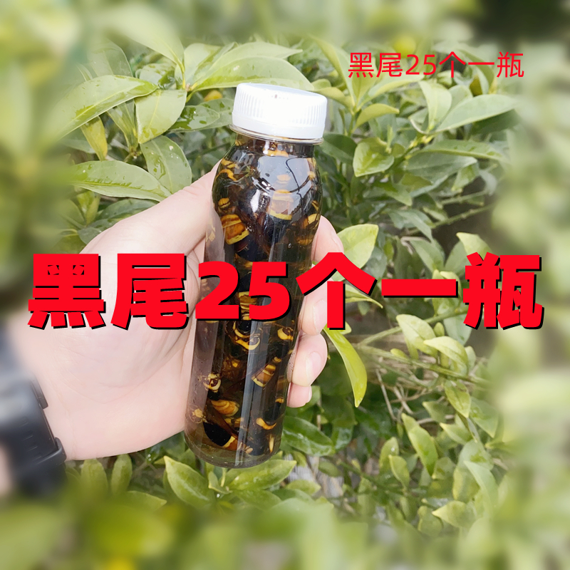 野生虎头蜂酒金环黑尾活泡酒蜂王虎头蜂活马蜂酒胡峰泡酒专用药材-图0