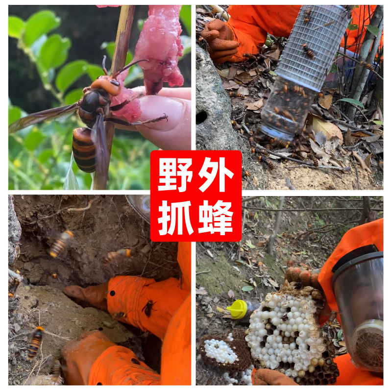 野生活泡金环虎头蜂地雷蜂散装大黄蜂马蜂泡酒料黑尾蜂活体新鲜蜂 - 图0