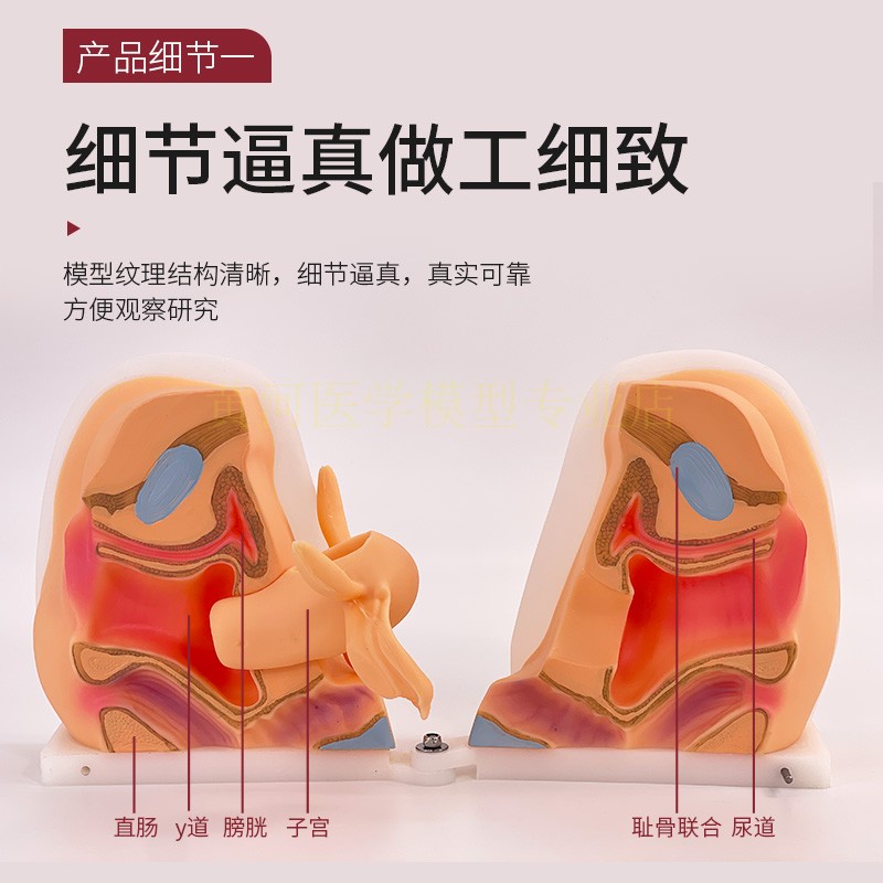 女性生殖器模型 宫颈子宫外阴道卵巢 妇科检查避孕教学训练 1比1 - 图0