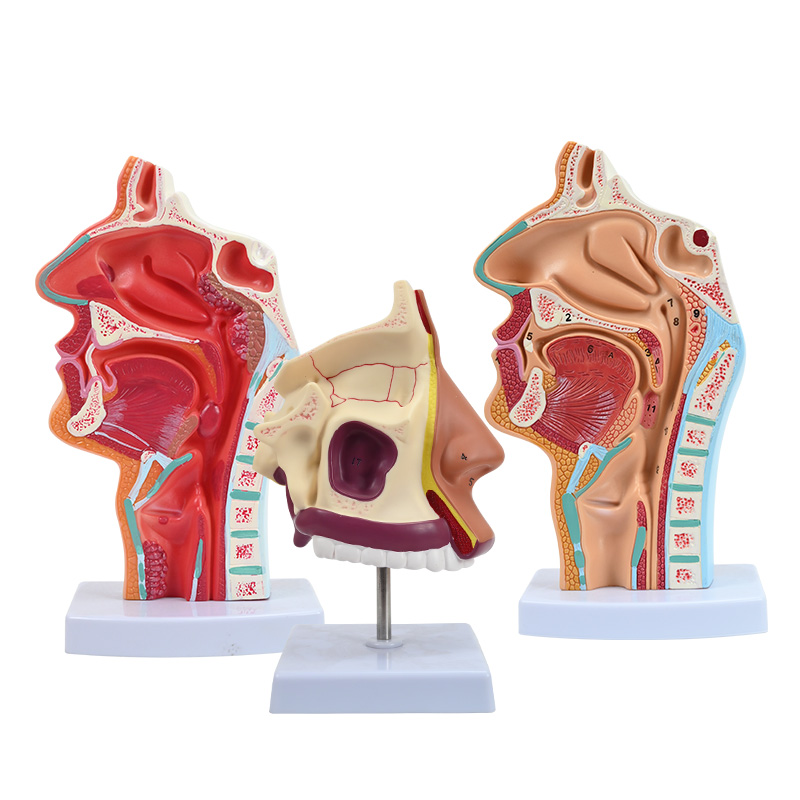 人体鼻腔解剖模型 口鼻咽矢状 鼻子模型 五官科 耳鼻喉科教学模型 - 图3