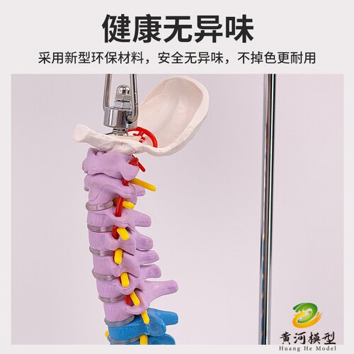 人体脊柱模型1:1成人医学正骨练习骨骼模型颈椎腰椎脊椎骨架模型 - 图1