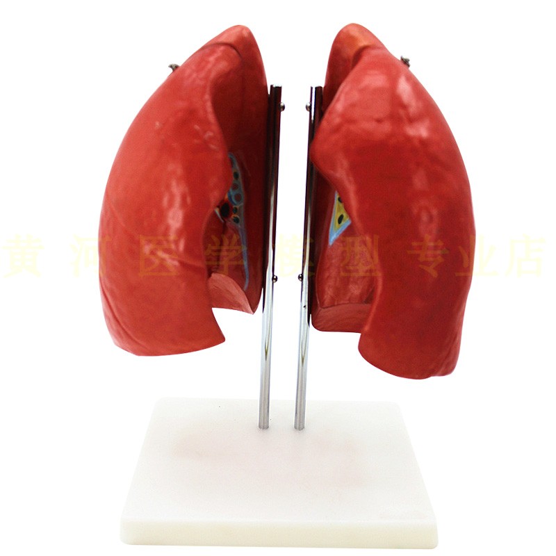 肺段模型人体呼吸系统模型肺解剖模型肺叶人体内脏器官解剖-图0