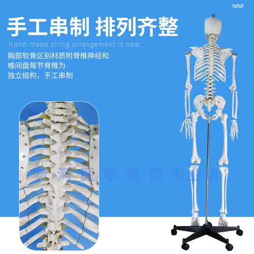85CM人体骨骼模型 170CM骨架人体模型成人小骷髅教学模型脊椎全身 - 图1