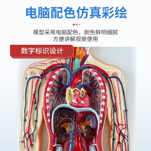 人体血液循环系统模型体肺循环心血管介入心脏解剖动静脉神经血管 - 图2