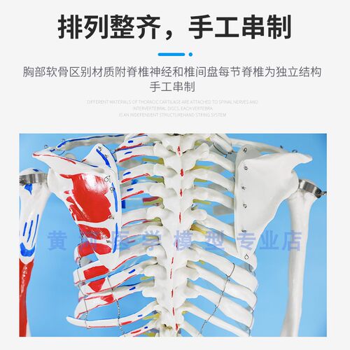 85CM人体骨骼模型 170CM骨架人体模型成人小骷髅教学模型脊椎全身 - 图2