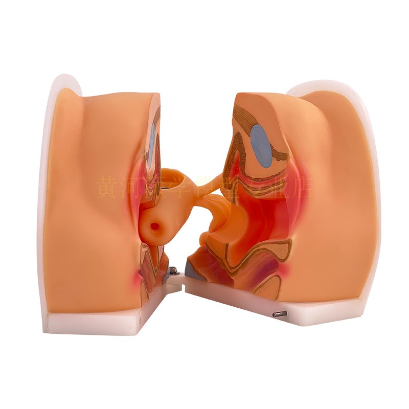 女性生殖器模型 宫颈子宫外阴道卵巢 妇科检查避孕教学训练 1比1 - 图3