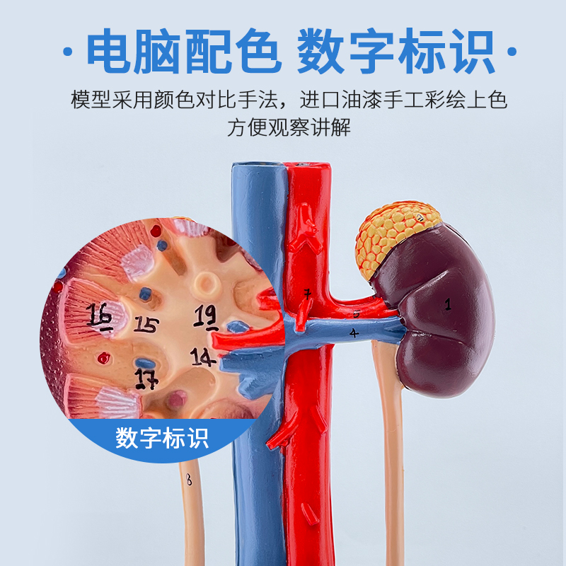 立体人体泌尿系统模型输尿管膀C胱尿道模型肾脏解剖模型医学-图2