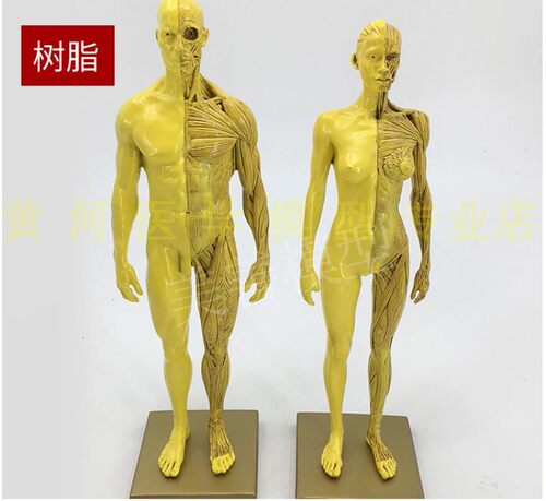 30cm艺用人体模型 肌肉骨骼解剖人体结构美术模型 CG绘画雕塑教学 - 图2