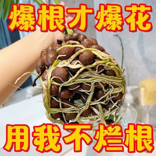陶粒养花通用型花盆垫底园艺水培多肉专用花卉颗粒铺面特价批发 - 图0