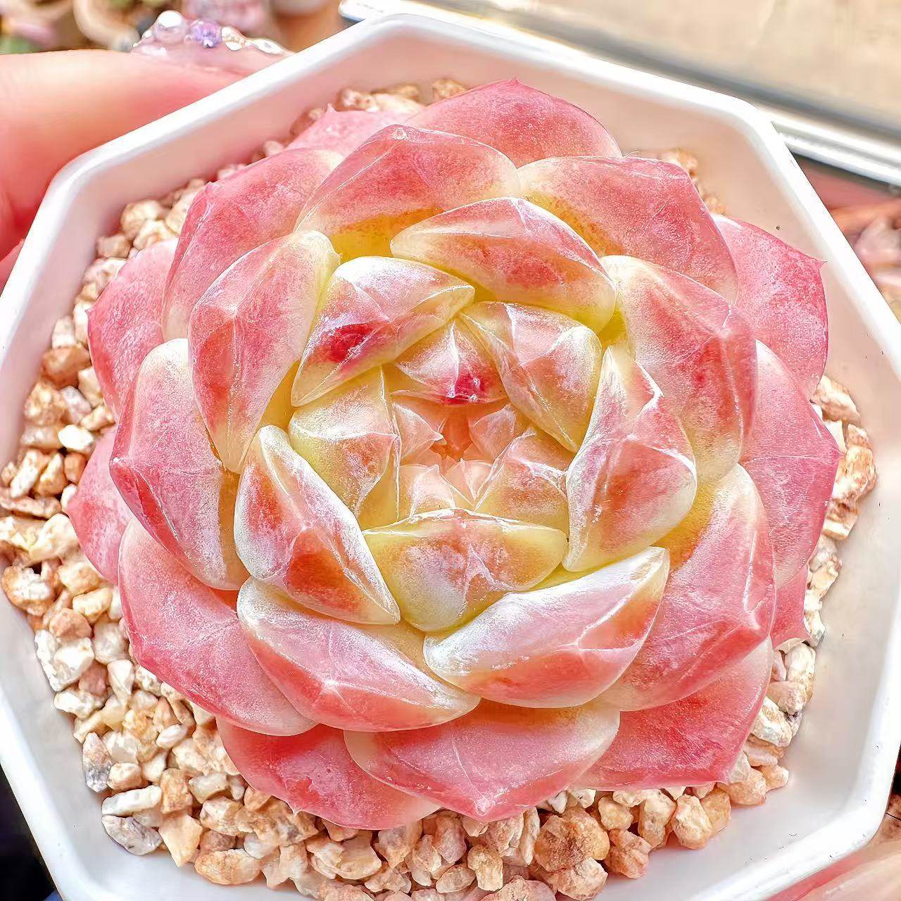 云南精品糖心冰魄多肉植物一物一拍肥嘟嘟萌肉状态带盆栽好向阳派,淘宝优惠券,粉丝福利购,淘宝优惠卷