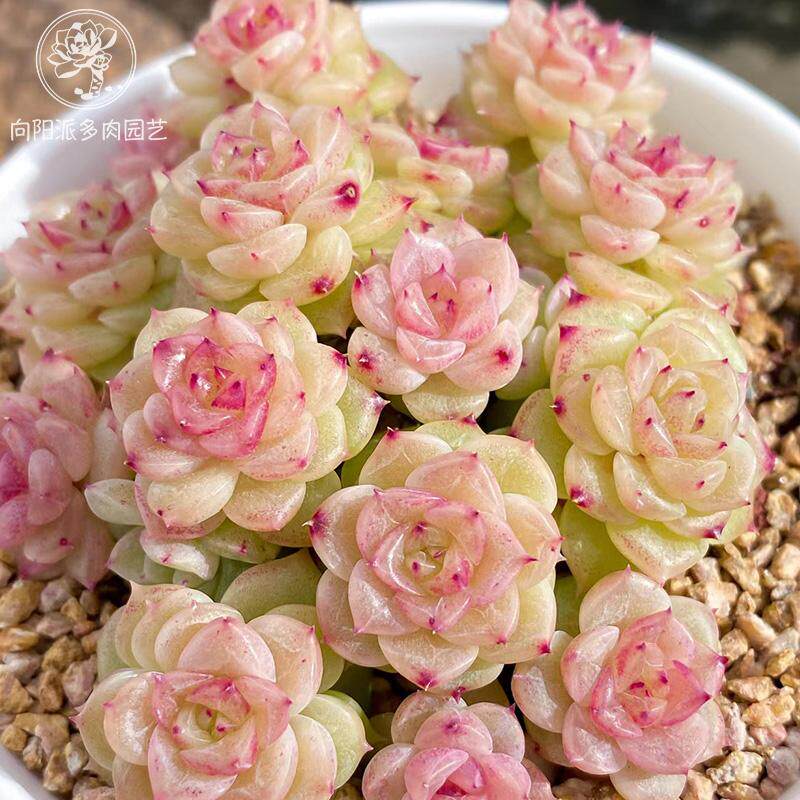 精品麦秆一物一拍油亮线边趴趴脸多肉植物小萌肉大群通透向阳派,淘宝优惠券,粉丝福利购,淘宝优惠卷