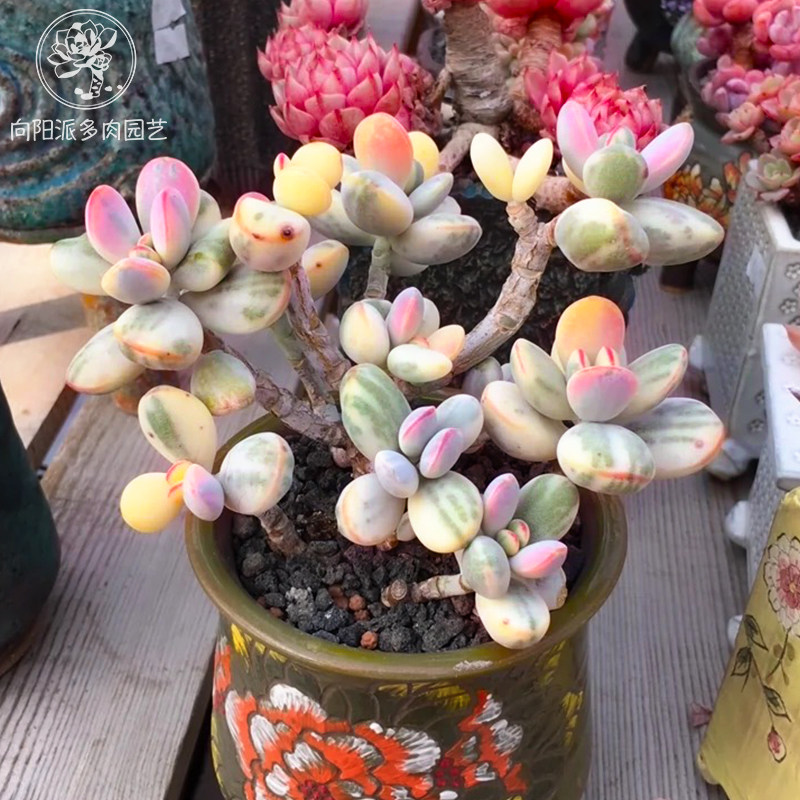 精品贵货乒乓福娘锦自然出锦多肉植物一物一拍向阳派基地,淘宝优惠券,粉丝福利购,淘宝优惠卷