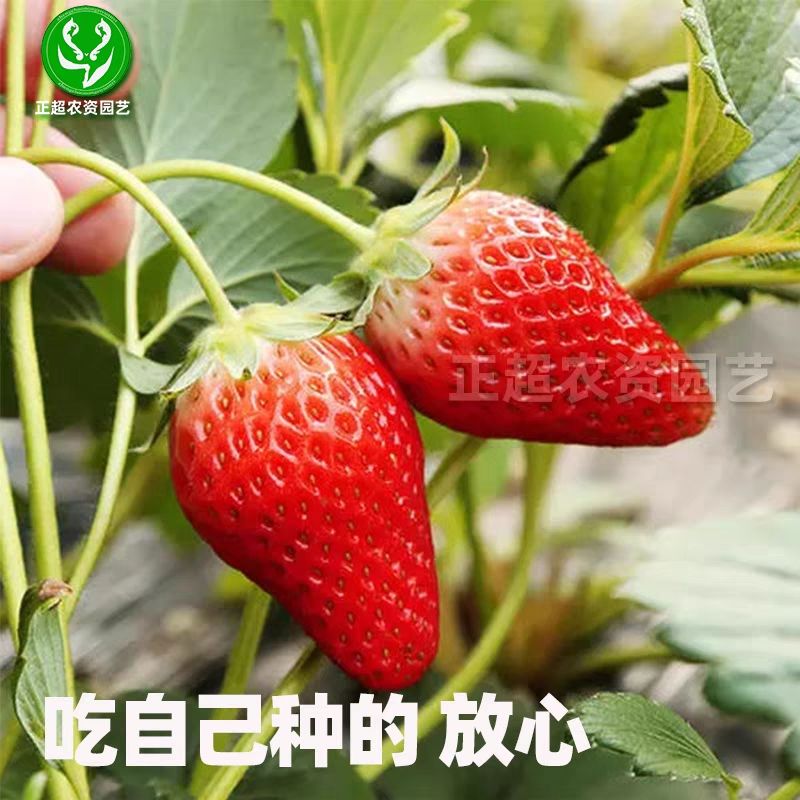 菜种蔬菜籽种瓜果种子籽孑香菜小葱种植套餐盆栽室内阳台园艺四季 - 图0