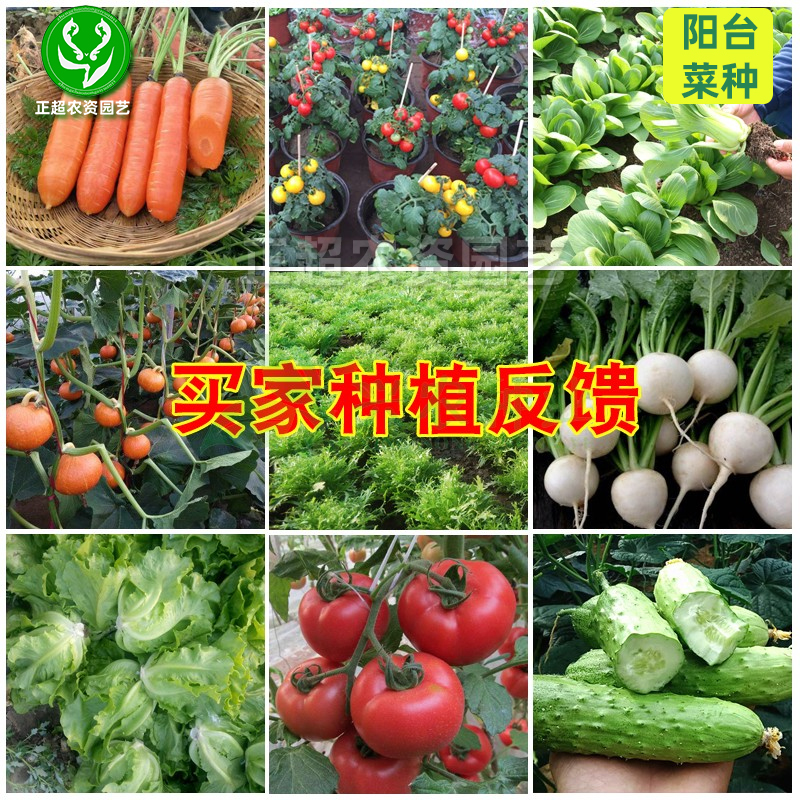 红包四季蔬菜种子种籽菠菜香菜小葱韭菜菠菜辣椒阳台春夏园艺籽种-图1