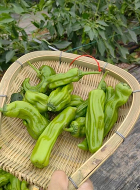 菜篮子筲箕筲箕竹编手工制品簸箕