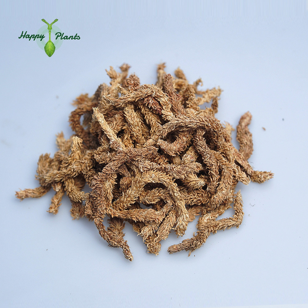 水苔花盆 新人首单立减十元 22年3月 淘宝海外 水苔花盆 新人首单立减十元 22年3月 淘宝海外