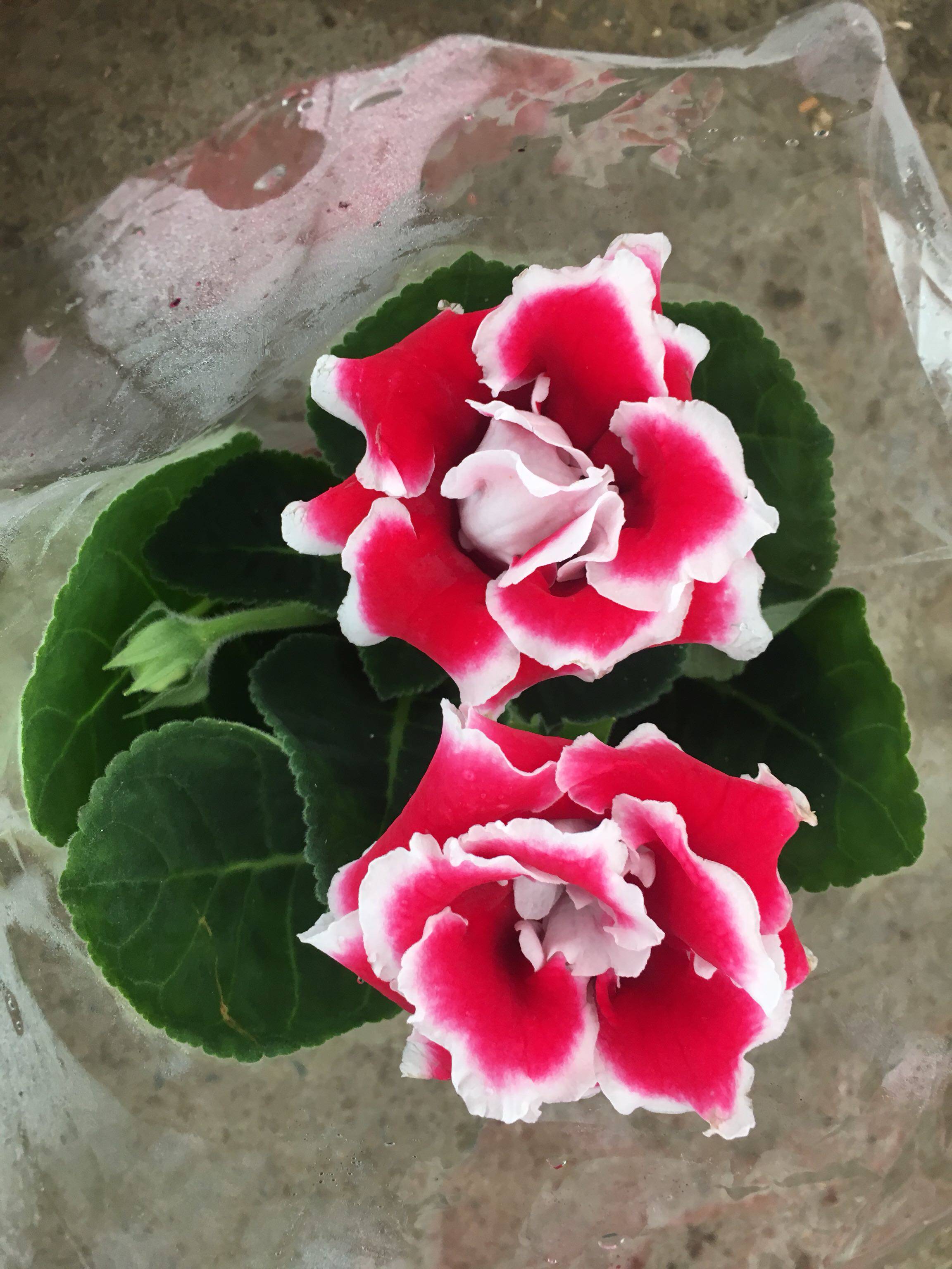 重瓣大岩桐盆栽花苗富贵芙蓉花卉观花植物带花发货四季开花包邮