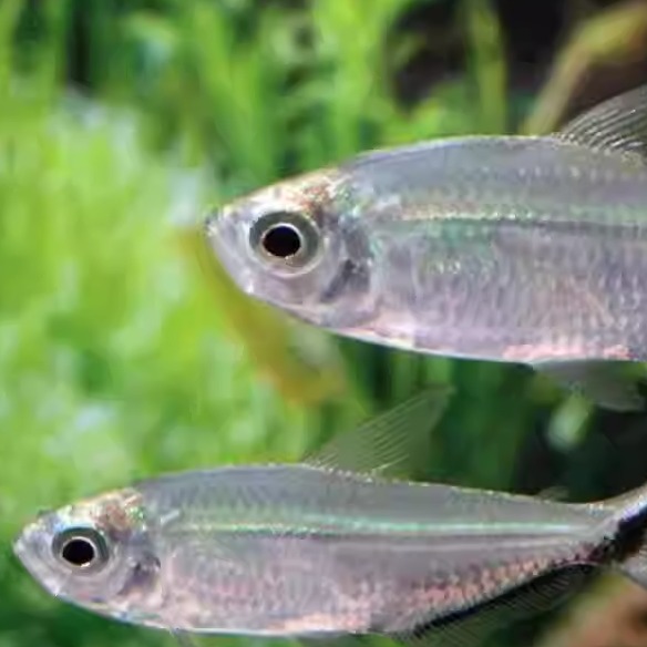 黑尾大勾鱼小型扯旗灯鱼草缸红绿灯鱼鱼群游观赏鱼淡水热带鱼活体 - 图3