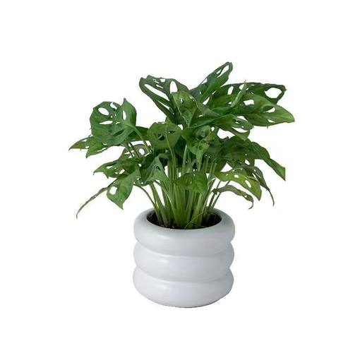 洞洞芋龟背竹盆栽开背室内桌面绿植客厅吸甲醛耐旱观叶植物易养活 - 图3