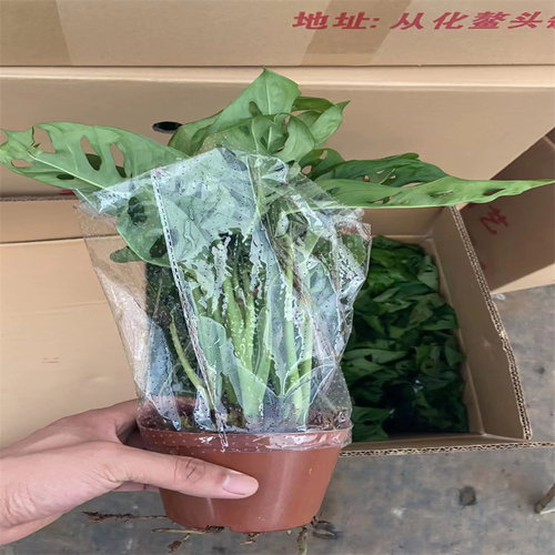 洞洞芋龟背竹盆栽开背室内桌面绿植客厅吸甲醛耐旱观叶植物易养活 - 图2