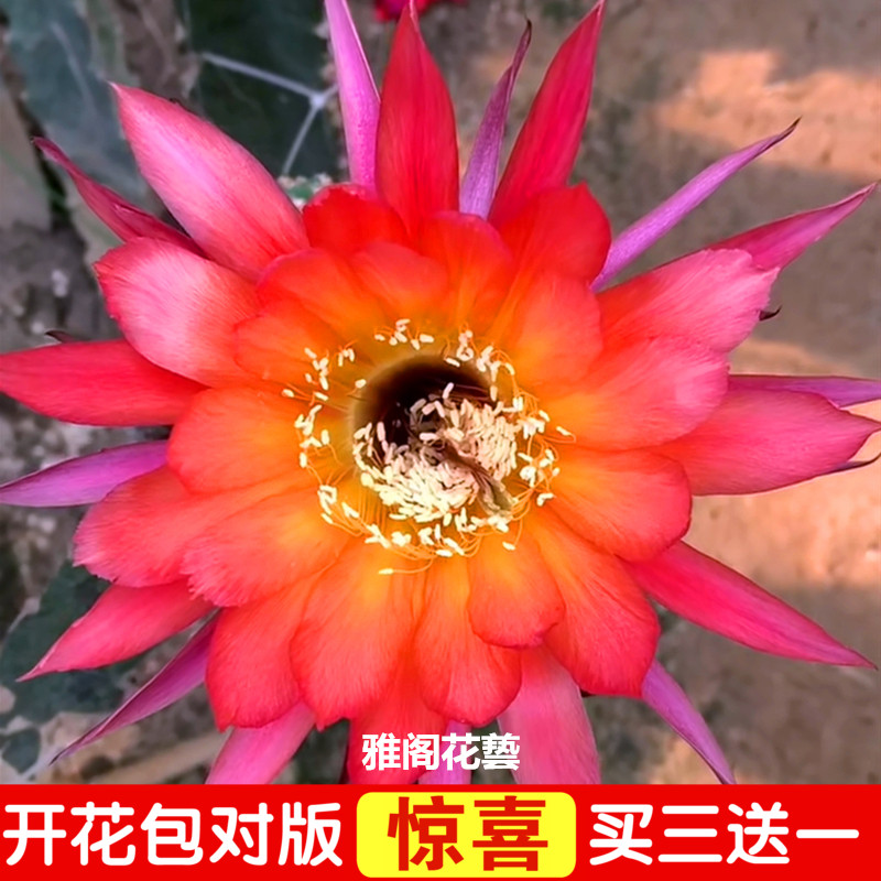 令箭荷花苗带根不带花苞嫁接枝条蟹爪兰昙花盆栽绿植室内花卉包邮