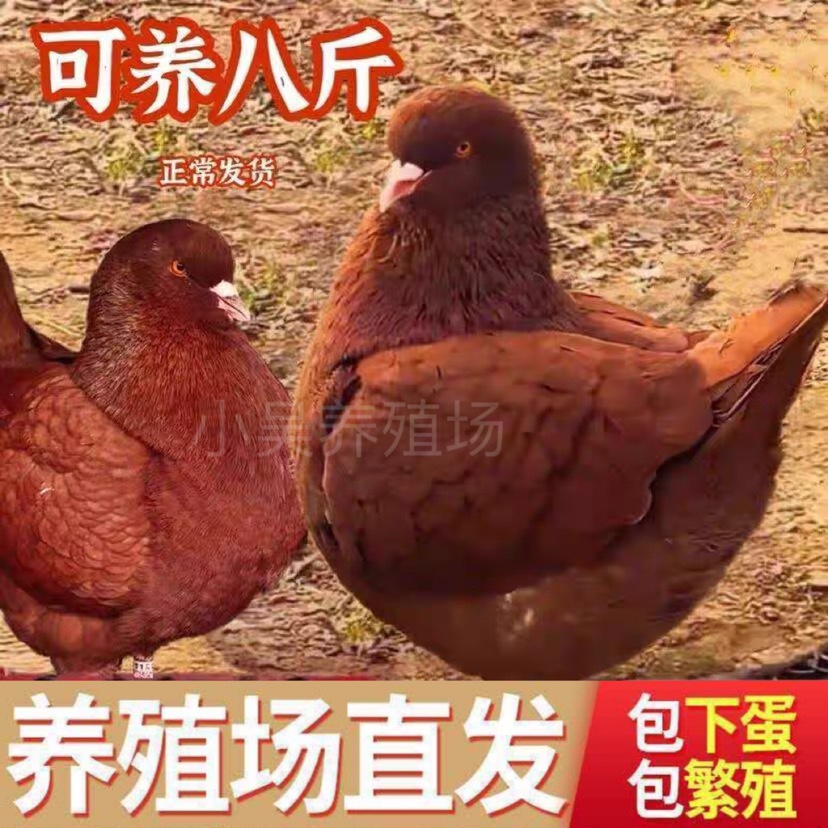 纯种元宝鸽大体鸽子巨型肉鸽特大活物一对元宝种鸽活体包下蛋包活-图0