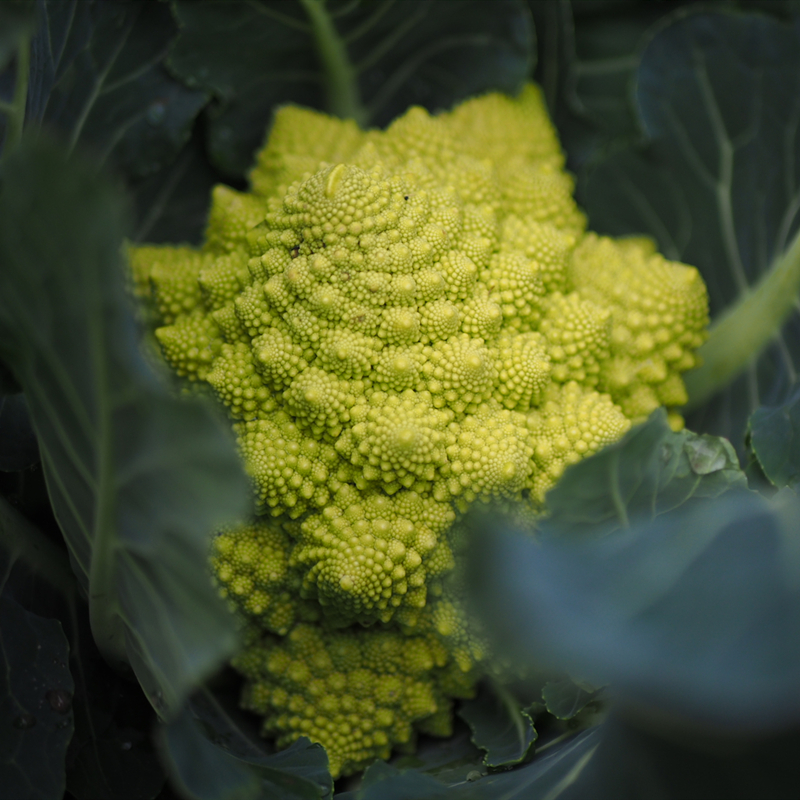 新鲜宝塔花椰菜1个装新鲜蔬菜罗马花椰菜西餐食材酒店装盘宝塔花 - 图1