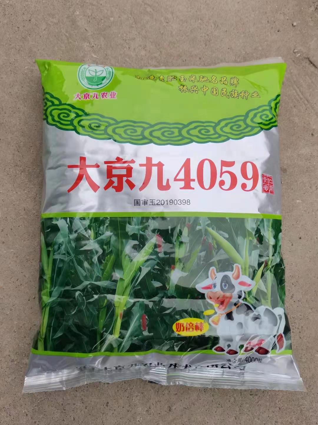 青贮玉米大京九4059高产青储玉米种棒子苞米种籽专用种子-图0