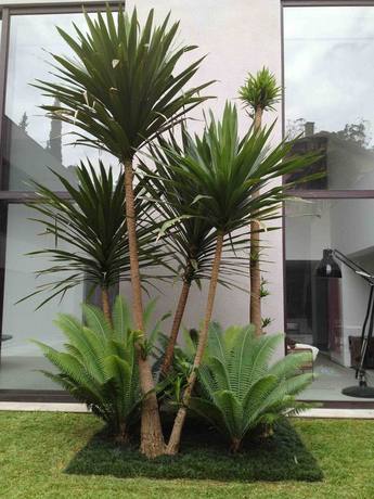 The One Designer Space Series Modeling Dragon Blood Tree