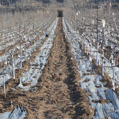 树木树干涂白剂果树树杆涂白防冻防病害防寒杀菌园林苗木刷白送刷,淘宝优惠券,粉丝福利购,淘宝优惠卷