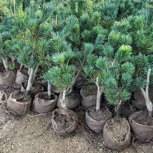 五针松短针五针松原杯原土五针松盆栽黑松嫁接的五针松小苗四季 - 图0